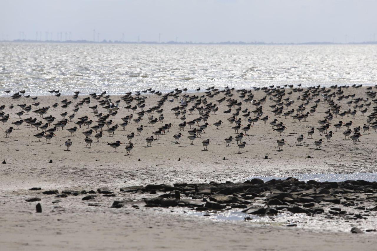Ferienwohnung Bunte Kuh Wangerooge Zewnętrze zdjęcie